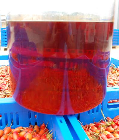 Cold pressed rosehip seed oil - Organic product
